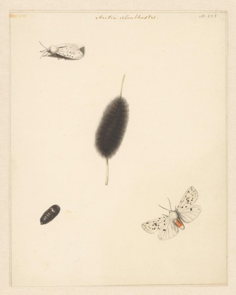 Study sheet with caterpillar, cocoon and moth with spread wings of the Aretia Menthaastri, 1848. Creator: Albertus Steenbergen.