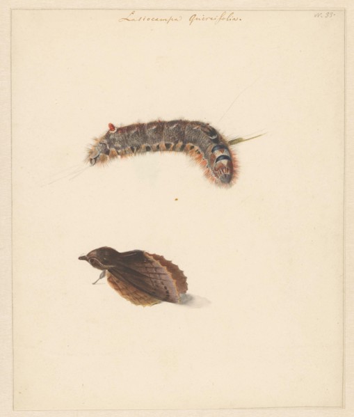 Study sheet with caterpillar and moths, lasiocampa quireifolia, 1824-1900. Creator: Albertus Steenbergen.