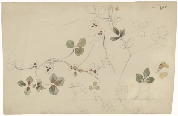 Study of butterfly flower, 1869-1925. Creator: Antoon Derkinderen.