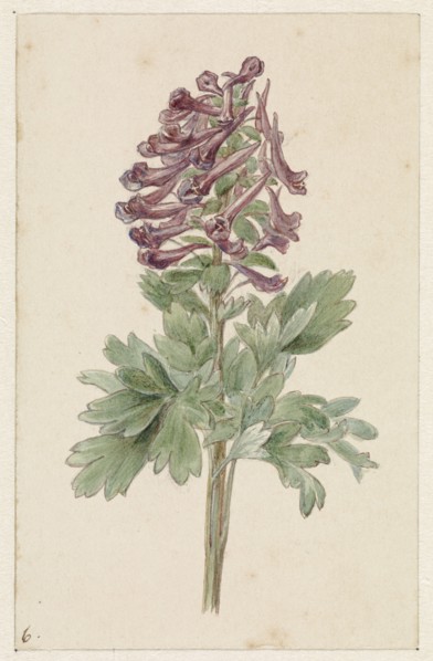 Flowering Corydalis Bulbosa, 1831-1900. Creator: Jan Jacob Goteling Vinnis.