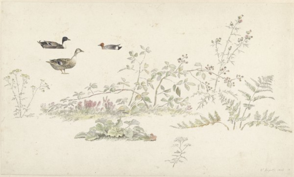Study sheet with plants and water birds, 1806. Creator: Josephus Augustus Knip.