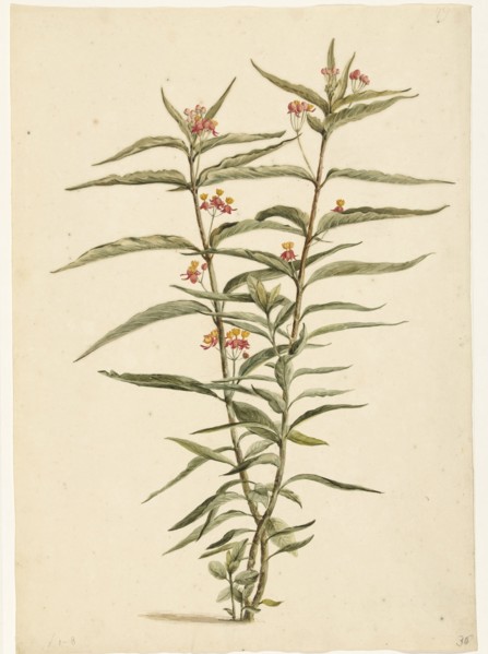 Flowering Frederiksbloem (Asclepias Curassavica), 1668-1729. Creator: Vincent Laurentz van der Vinne I.