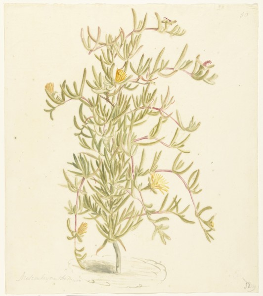 Flowering Mesembryanthemum from the Aizoaceae family, 1668-1729. Creator: Vincent Laurentz van der Vinne I.