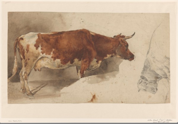 Standing cow, to the right, and sketch of a cow, 1845-1926. Creator: Willem Carel Nakken.