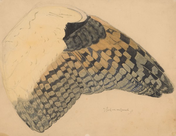 Wing of a long-eared owl, 1898. Creator: Balthasar Meisner.