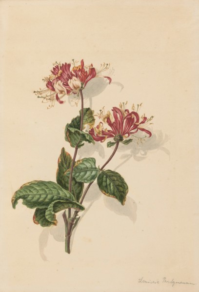 Branch wild honeysuckle (Lonicera periclymenum), 1750-1811. Creator: Bernhard Heinrich Thier.
