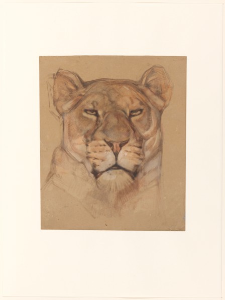 Head of a lioness, 1866-1939. Creator: Bernard Willem Wierink.