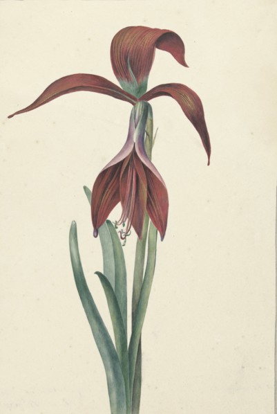 Amaryllis Formosissima, 1817. Creator: CJ Kruimel.