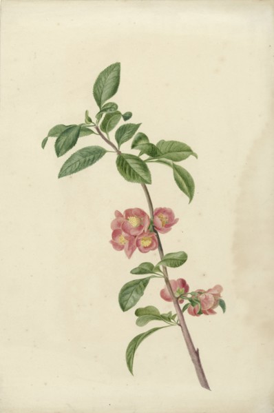 Flowering branch Japanese cherry, 1700-1800. Creator: CJ Kruimel.