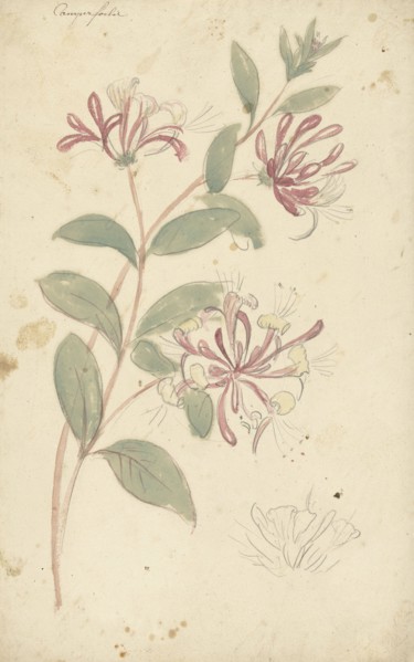 Honeysuckle, 1677-1755. Creator: Elias van Nijmegen.