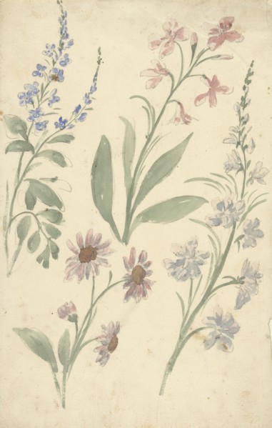 Four studies of pink and blue flowers, 1677-1755. Creator: Elias van Nijmegen.