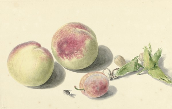 Peaches, nuts, a plum and a fly, 1818-1853. Creator: Elisabeth Geertruida van de Kasteele.