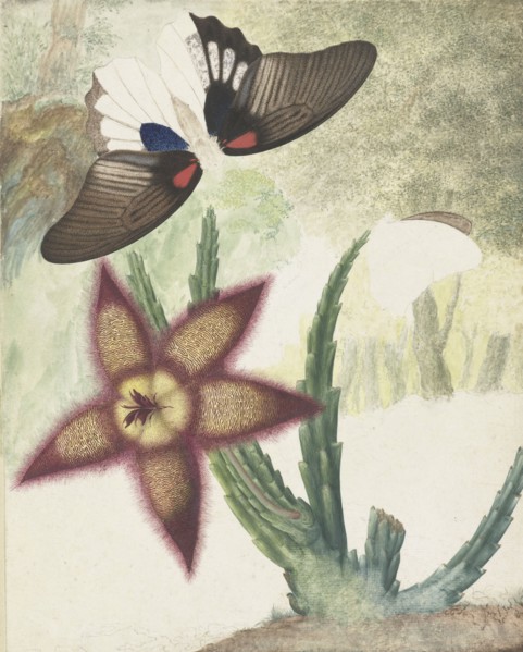 Two butterflies and a five-petalled yellow-purple flower, 1774-1842. Creator: Hermanus de Wit.