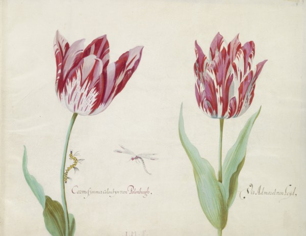 Two tulips with caterpillar and damselfly, 1637. Creator: Jacob Marrel.