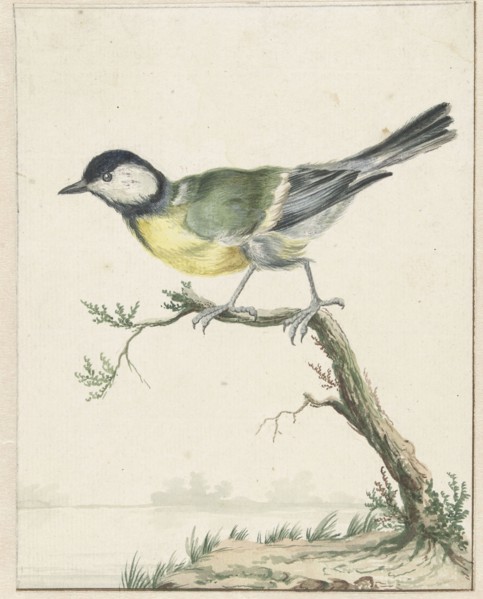 Coal tit, 1650-1719. Creator: Jan Weenix.