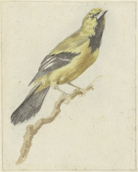 Yellow Oriole (Icterus nigrogularis), 1700-1800. Creator: Pieter Gevers.
