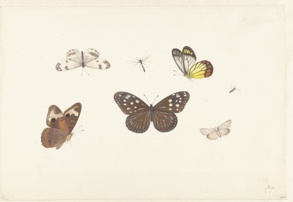 Sheet with five butterflies and two flies, c.1674-c.1692. Creator: Pieter Withoos.