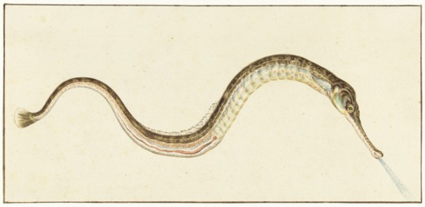 Pipefish (Syngnatus Acus), 1664-1693. Creator: Pieter Withoos.