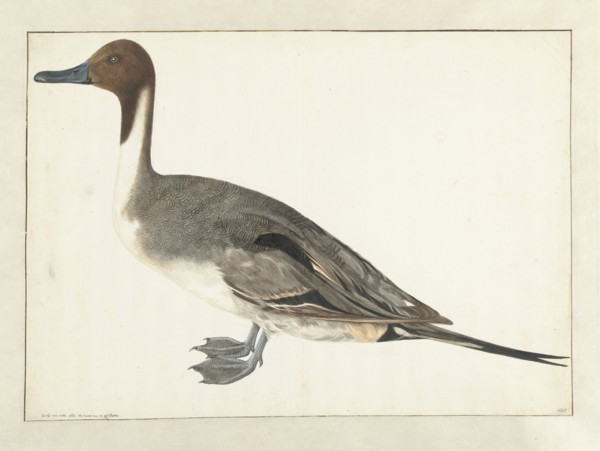 Drake Pintail, 1682. Creator: Rochus van Veen.