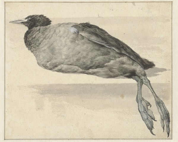 Dead coot, 1649-1709. Creator: Rochus van Veen.