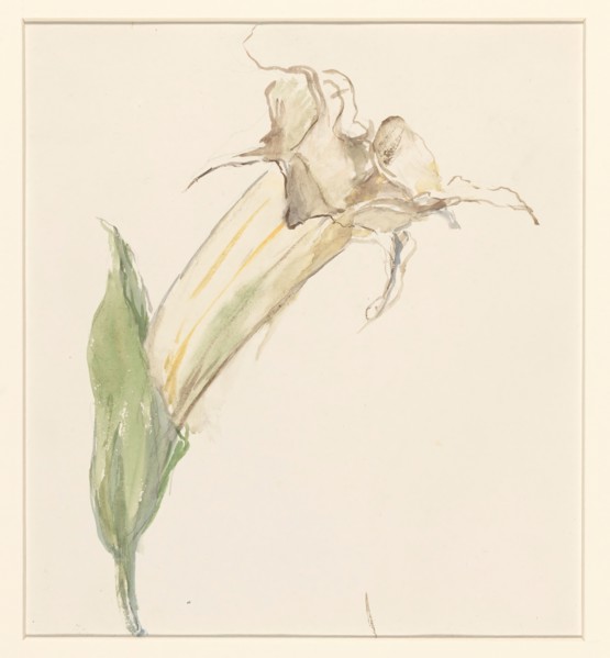 Flower (from a gourd?), 1844-1909. Creator: Sina Mesdag van Houten.