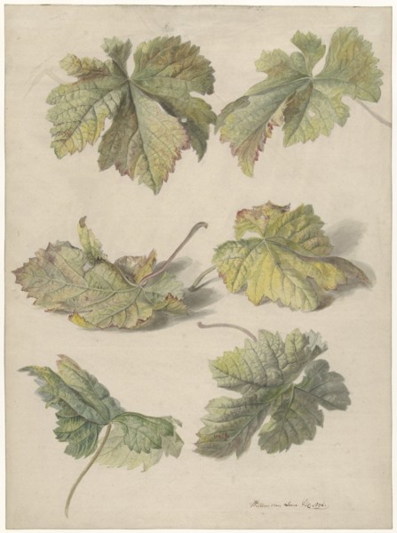 Studies of vine leaves, 1796. Creator: Willem van Leen.