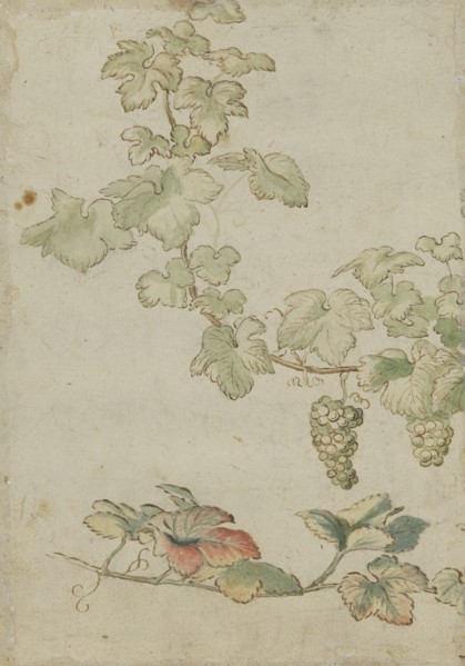 Grapevine, c17th century. Creator: Unknown.