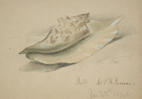 Conch Shell, 1846. Creator: John O'Brien Inman.