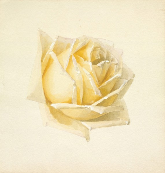 Study of a Rose, c1898. Creator: Paul de Longpré.
