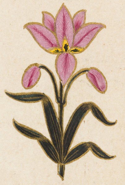 Pink lily motif, Folio from the Small Clive Album, Dated 1674-1675. Creator: Unknown.