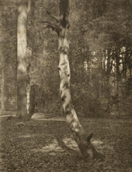 In Deerleap Woods, Printed 1900 circa. Creator: Frederick Henry Evans.