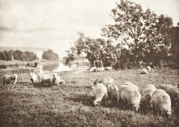 A Study Of Sheep, Printed 1889-1891. Creator: J. B. B. Wellington.
