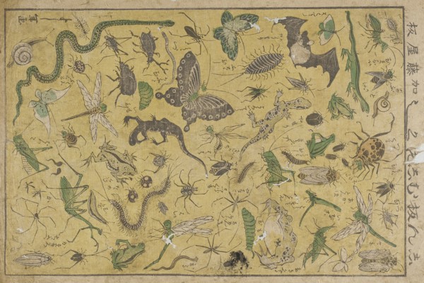 Insects, 19th century. Creator: Tsukioka Yoshitoshi.