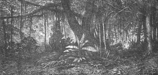 'Forest in Java; Speculations concerning Former Southern Geographies', 1875. Creator: Unknown.