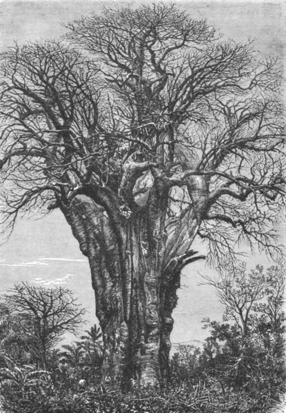 'The Baobab (Adansonia digitata, Linn.)', 1875. Creator: W. Carruthers.