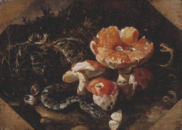 Serpents, Fly Agarics and Thistles, mid-17th century. Creator: Paolo Porpora.