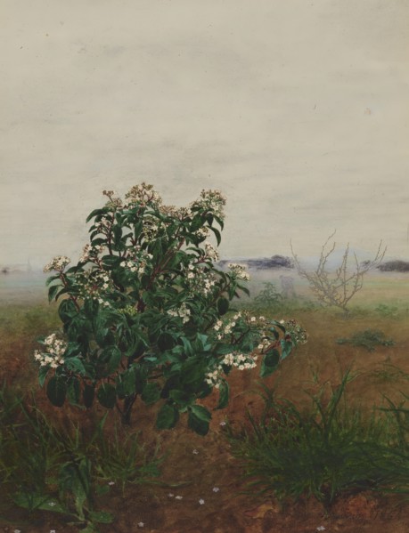 Flowering Laurustinus in front of a Landscape, 1864. Creator: Leon Bonvin.