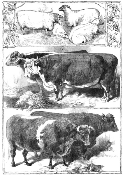 Prize animals of the Smithfield Club Cattle Show, 1860. Creator: Unknown.