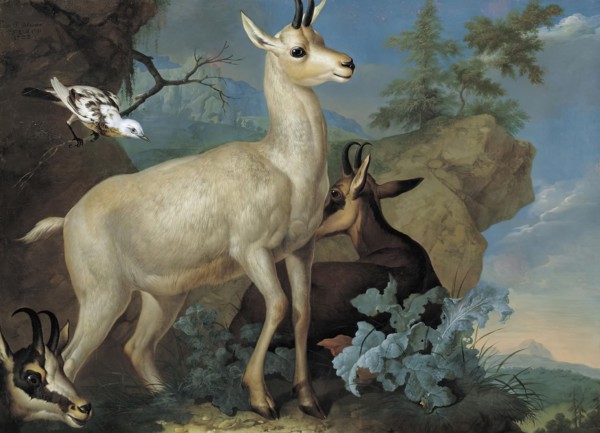 Three chamois and a blackbird, 1722. Creator: Philipp Ferdinand de Hamilton.