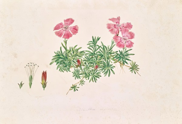 Alpine carnation (Dianthus alpinus), undated. (c1850s) Creator: Leopold von Stoll.