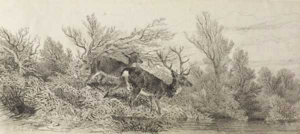 Stag In The Woods, 19th century. Creator: Karl Bodmer.