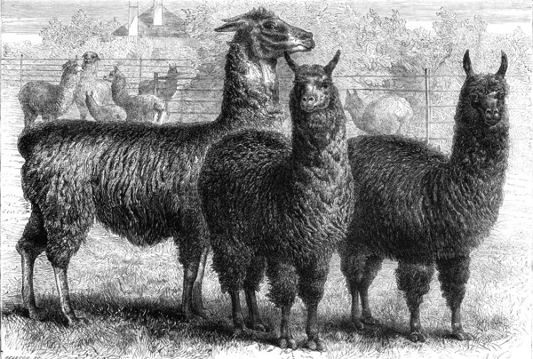 Mr. Ledger's alpacas and llamas at Sophienburg, the seat of Mr. Atkinson, New South Wales, 1861. Creator: Pearson.