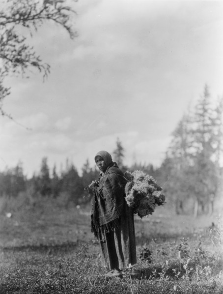 Moss for the baby-bags-Cree, c1927. Creator: Edward Sheriff Curtis.