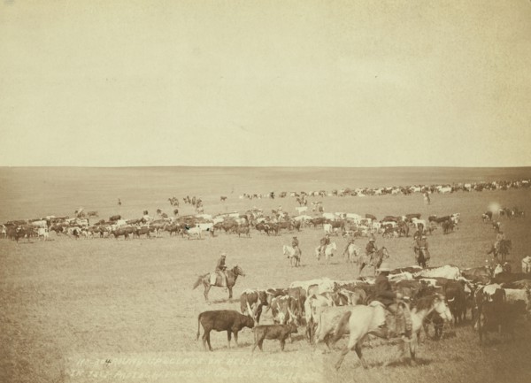 Round-up scenes on Belle Fouche [sic] in 1887, 1887. Creator: John C. H. Grabill.