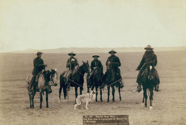 Roping gray wolf, Cowboys take in a gray wolf on "Round up," in Wyoming, 1887. Creator: John C. H. Grabill.