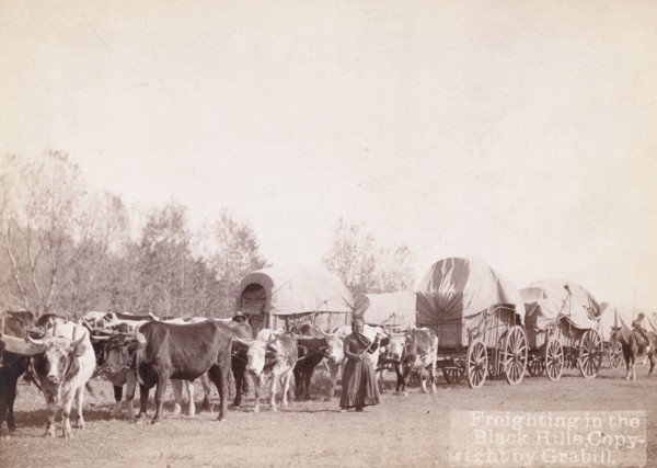 Freighting in the Black Hills, between 1887 and 1892. Creator: John C. H. Grabill.