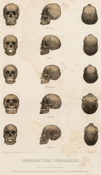 Main cranological types... 1862. Creator: Unknown.
