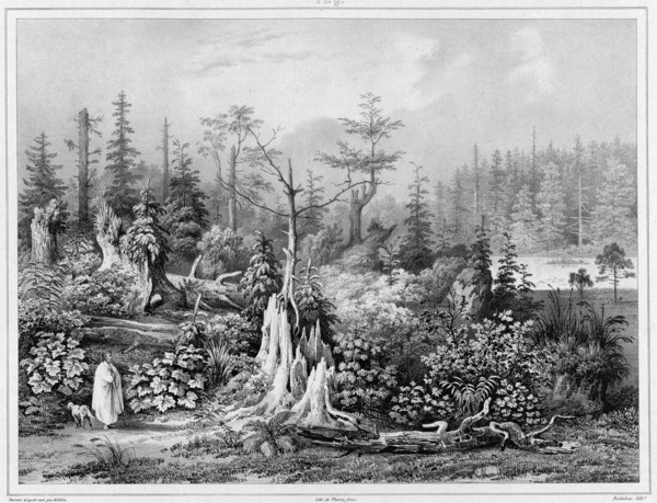 Vegetation around the settlement of Novo-Arkhangelsk (northwest coast of America), 19th century. Creators: Friedrich Heinrich Kittlitz, Louis-Pierre-Alphonse Bichebois.