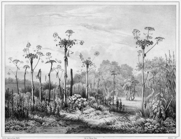 Vegetation in the interior of the Kamchatka peninsula, 19th century. Creators: Friedrich Heinrich Kittlitz, Louis-Pierre-Alphonse Bichebois.