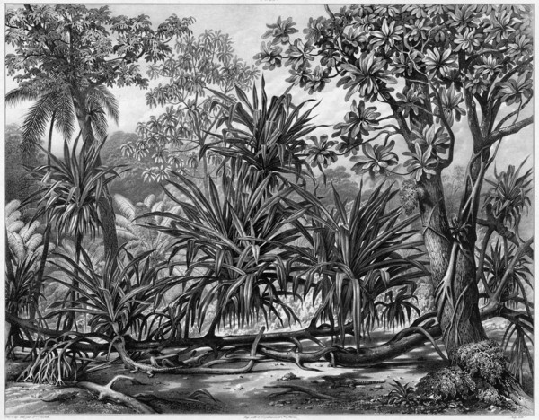 View Taken in the Woods, Guam Island, Mariana Islands, 19th century. Creators: Alexander Postels, Godefroy Engelmann, Alexis Victor Joly.